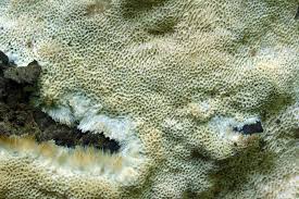 Attēlu rezultāti vaicājumam “Oxyporus corticola”