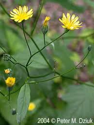 Attēlu rezultāti vaicājumam “Lapsana communis flower”