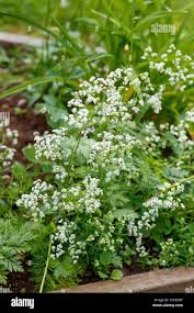 Attēlu rezultāti vaicājumam “Galium album flower”