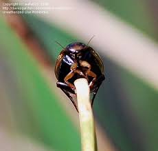 Attēlu rezultāti vaicājumam “Rhantus frontalis”