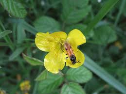 Attēlu rezultāti vaicājumam “Arge ustulata”