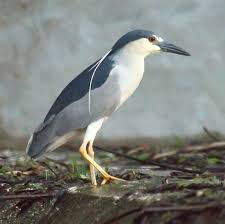 Image result for Nycticorax nycticorax