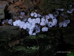 Attēlu rezultāti vaicājumam “Ceratiomyxa fruticulosa plasmodium”