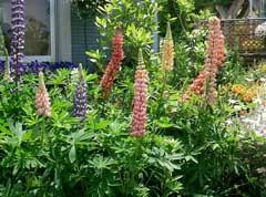 Image result for Lupinus polyphyllus Lindl.