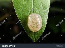 Attēlu rezultāti vaicājumam “Trichoptera egg mass”