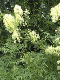 Attēlu rezultāti vaicājumam “Thalictrum lucidum”