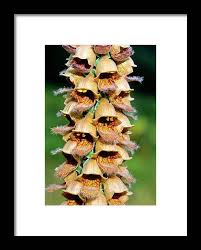 Image result for Digitalis ferruginea