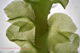 Attēlu rezultāti vaicājumam “Tritomaria”