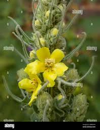 Attēlu rezultāti vaicājumam “Verbascum densiflorum bud”