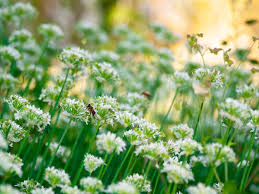 Attēlu rezultāti vaicājumam “Berteroa incana flower”