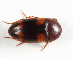 Attēlu rezultāti vaicājumam “Tetratomidae”