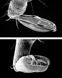 Attēlu rezultāti vaicājumam “Ixodes male”