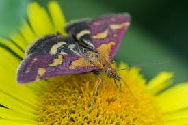 Attēlu rezultāti vaicājumam “Pyrausta purpuralis”