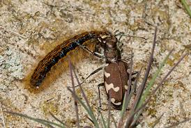 Attēlu rezultāti vaicājumam “Malacosoma castrensis larva”