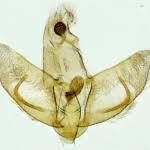 Attēlu rezultāti vaicājumam “Luquetia lobella”