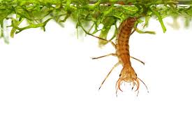 Attēlu rezultāti vaicājumam “Dytiscus sp. larva”