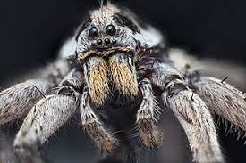 Attēlu rezultāti vaicājumam “Lycosidae”