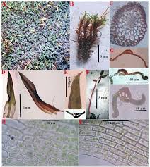 Attēlu rezultāti vaicājumam “Seligeria donniana sporophyte”