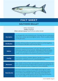 Image result for Chelon richardsonii