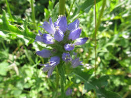 Image result for Campanula strigosa