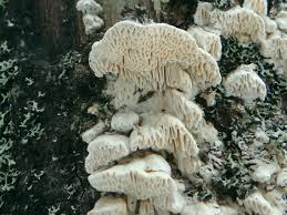 Attēlu rezultāti vaicājumam “Antrodia”