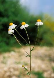 Image result for Matricaria recutita (chamomilla)