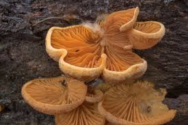 Attēlu rezultāti vaicājumam “Phyllotopsis nidulans”