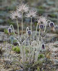 Attēlu rezultāti vaicājumam “Pulsatilla pratensis flower”