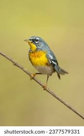 Image result for Parula americana