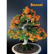 Attēlu rezultāti vaicājumam “Hippophae rhamnoides female flower”