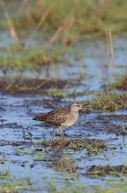 Attēlu rezultāti vaicājumam “Tringa glareola”