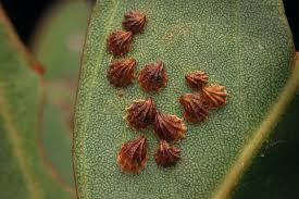 Attēlu rezultāti vaicājumam “Sternorrhyncha”