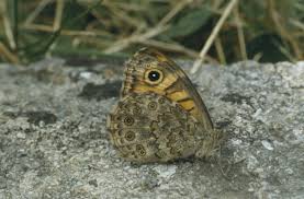 Attēlu rezultāti vaicājumam “Lasiommata megera”