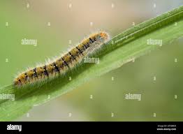 Attēlu rezultāti vaicājumam “Lasiocampa trifolii”