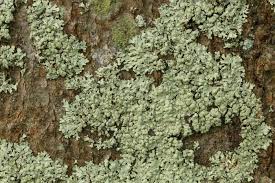 Attēlu rezultāti vaicājumam “Parmeliopsis ambigua”