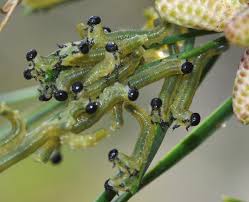 Attēlu rezultāti vaicājumam “Neodiprion sertifer larva”