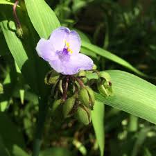 Attēlu rezultāti vaicājumam “Tradescantia virginiana flower”