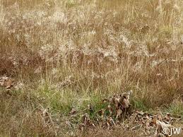 Attēlu rezultāti vaicājumam “Deschampsia cespitosa bud”