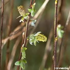 Attēlu rezultāti vaicājumam “Salix caprea bud”