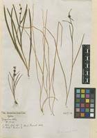 Attēlu rezultāti vaicājumam “Sparganium minimum”