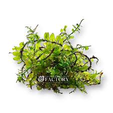 Attēlu rezultāti vaicājumam “Plagiomnium”