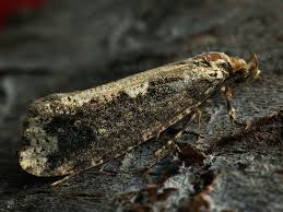 Attēlu rezultāti vaicājumam “Scardia boletella”