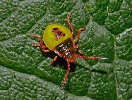 Attēlu rezultāti vaicājumam “Acanthosoma haemorrhoidale”