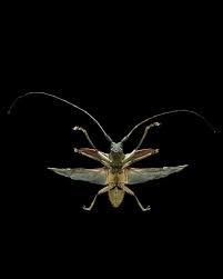 Attēlu rezultāti vaicājumam “Licea pusilla macro”