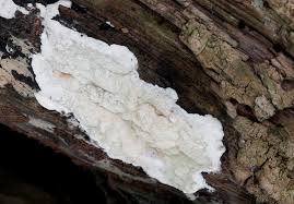 Attēlu rezultāti vaicājumam “Gloeoporus pannocinctus”