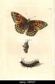 Attēlu rezultāti vaicājumam “Argynnis paphia pupa”