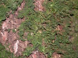 Attēlu rezultāti vaicājumam “Schistidium robustum sporophyte”