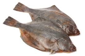 Image result for Scophthalmus maximus