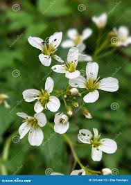 Attēlu rezultāti vaicājumam “Cardamine amara”