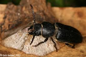 Attēlu rezultāti vaicājumam “Spondylis buprestoides”